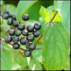 Cornus sanguinea
Cornejo / Sanguino