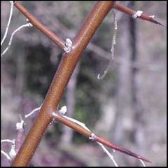 Elaeagnus angustifolia
Cinamomo