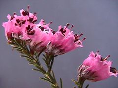 Erica australis
Brezo rubio