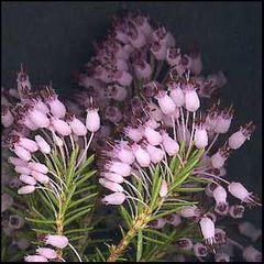 Erica multiflora
Brezo de invierno / Bruguera