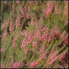 Erica vagans
Brezo rojo