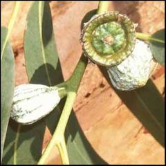 Eucalyptus globulus
Eucalipto común / Eucalipto blanco