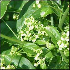 Euonymus europaeus
Bonetero