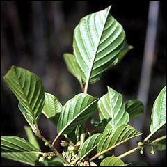 Frángela alnus
Arraclán