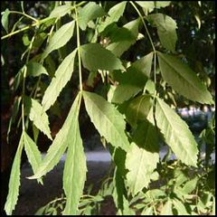 Fraxinus angustifolia
Fresno de hoja estrecha