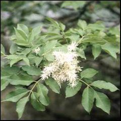 Fraxinus ornus
Fresno de flor