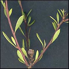 Globularia alypum
Alipo / Coronilla de fraile