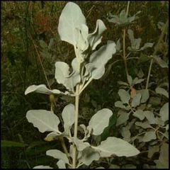 Halimium atripicifolium
Jaguarzo blanco