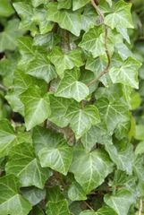 Hedera helix
Hiedra común