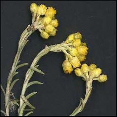 Helichrysum stoechas
Manzanilla bastarda / Siempreviva