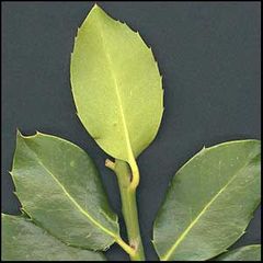Ilex aquifolium
Acebo