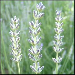 Lavandula latifolia
Espliego