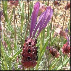 Lavandula stoechas
Cantueso