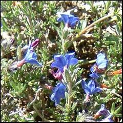 Lithodora fructicosa
Carrasquilla arbustiva
