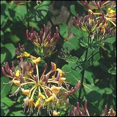 Lonicera etrusca
Madreselva etrusca