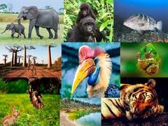 Se refiere al número de diferentes especies presentes en  un área determinada, cada especie tiene una determinada clasificación científica.