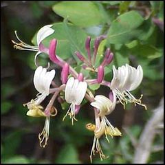 Lonicera implexa
Madreselva mediterránea