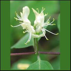 Lonicera xylosteum
Madreselva pilosa