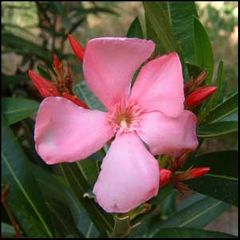 Nerium oleander
Adelfa