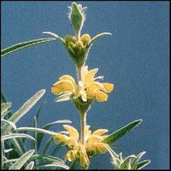 Phlomis lychnitis
Candilera