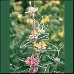 Phlomis purpurea
Matagallo