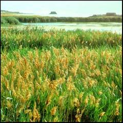 Phragmites australis
Carrizo