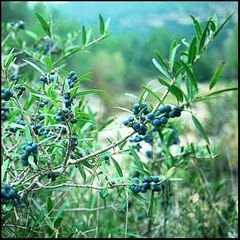 Phillyrea angustifolia
Agrácelo / Olivillo