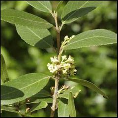 Phillyrea latifolia
Labiérnago *****