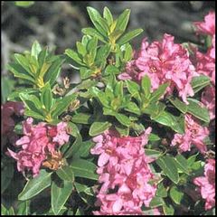 Rhododendron ferrugineum
Azalea de montaña