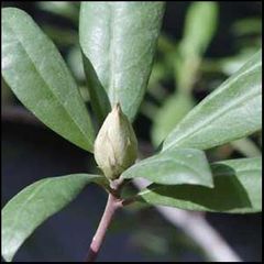 Rhododendron ponticum
Ojaranzo / Revientamulas