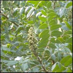 Rhus coriaria
Zumaque