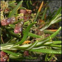 Rosmarinus officinalis
Romero