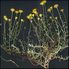 Santolina chamaecyparissus
Abrótano hembra