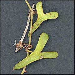 Smilax aspera
Zarzaparrilla