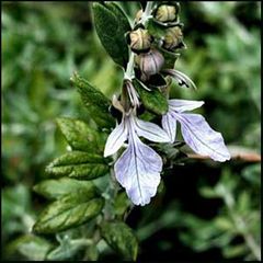 Teucrium fruticans
Olivilla