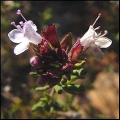 Thymus vulgaris
Tomillo