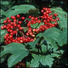 Viburnum opulus
Sauquillo