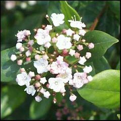 Viburnum tinus
Durillo