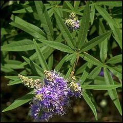 Vitex agnus-castus
Sauzgatillo