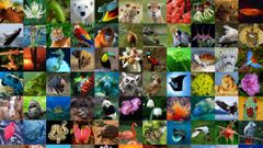 	Diversidad de especies