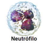 Neutrófilos (40-70%)