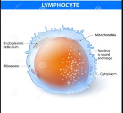 Linfocitos (20-50%)