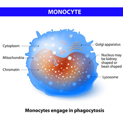 Monocitos (1-5%)