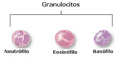 Granulocitos