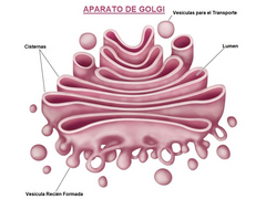 Aparato de Golgi