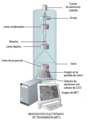 Microscopio electrónico de transmisión (MET)