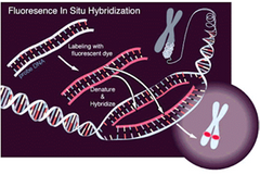 Método de localización de ARNm o ADN mediante la hibridación de la secuencia de interés con una sonda de nucleótidos de secuencia complementaria.