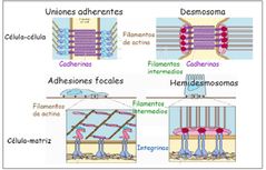 Uniones Adherentes
Anclaje a Filamentos (Desmosomas  e Hemidesosomas)