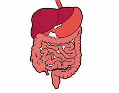 4. Sistema Digestivo