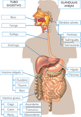 Órganos que componen el sistema digestivo